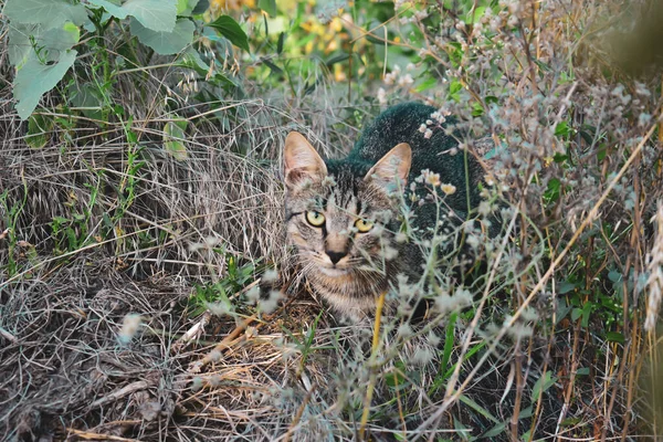 Gato Gris Adorable Campo Salvaje Mirando Directamente Una Cámara — Foto de Stock