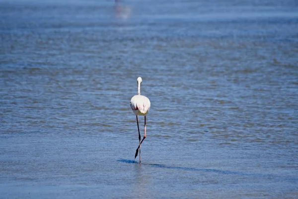 Vacker Flamingo Som Står Klart Blått Vatten — Stockfoto