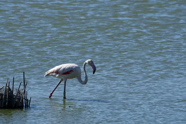 Beau Flamant Rose Debout Dans Eau Bleue Claire — Photo