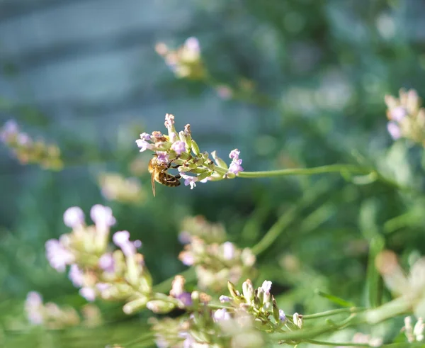 花から蜜を吸うミツバチのクローズアップ — ストック写真