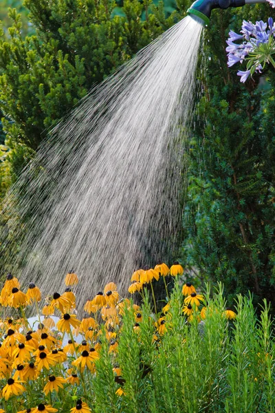 Eine Vertikale Aufnahme Der Gelben Sonnenhut Voller Blüte Die Gegenlicht — Stockfoto