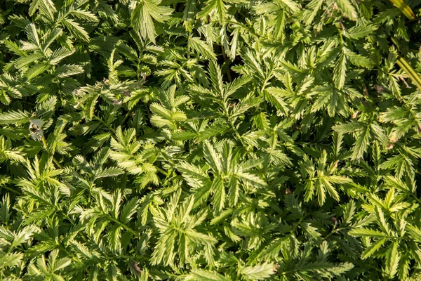 Closeup Shot Green Geothermal Ferns Garden — Stock Photo, Image