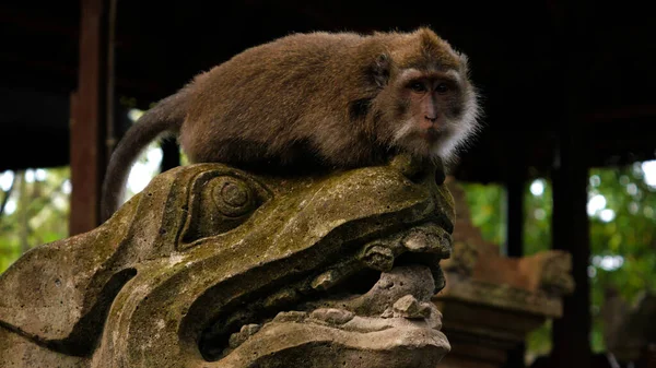 Nahaufnahme Eines Affen Auf Einer Statue Bali Indonesien — Stockfoto