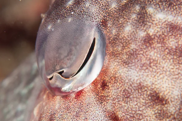 イカの目のマクロショット — ストック写真