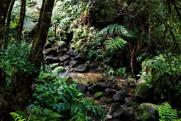 Beautiful Shot Acores Ilha Sao Miguel Portugal — Stock Photo, Image