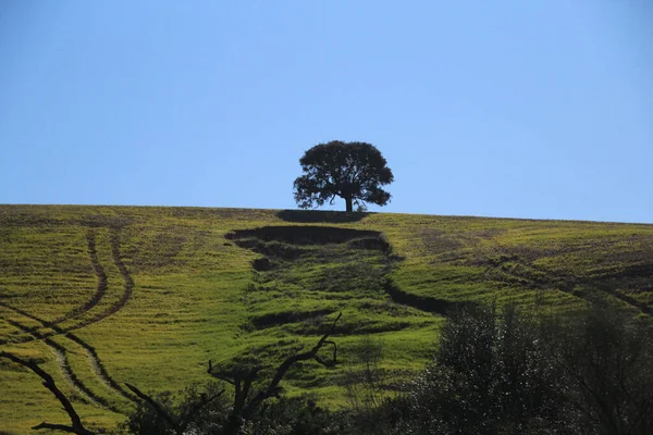 Piękny Widok Krajobrazu Samotnego Dużego Drzewa Zielonej Łące Błękitnym Tle — Zdjęcie stockowe