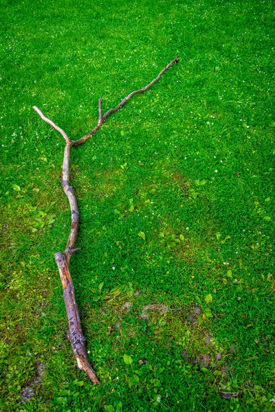 Una Vista Dall Alto Ramo Albero Sul Terreno Coperto Verde — Foto Stock