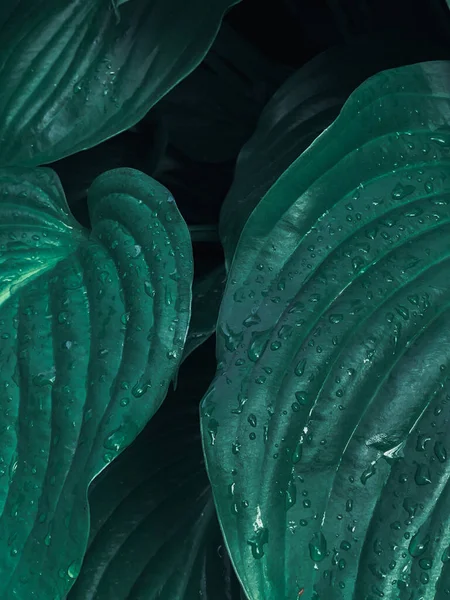 Tiro Vertical Hosta Molhado Deixa Fundo — Fotografia de Stock