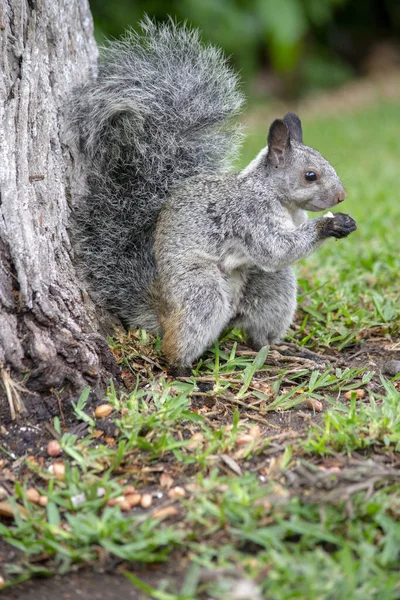 Vertical Shot Adorable Squirrel Eating Nuts Forest — Stock Photo, Image