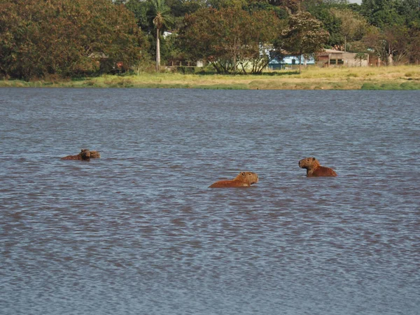 褐色的卡皮拉在湖水里游泳 — 图库照片