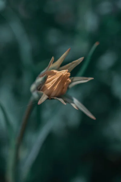 Vertical Shot Ragwort Bud Blurry Background — Stock Photo, Image