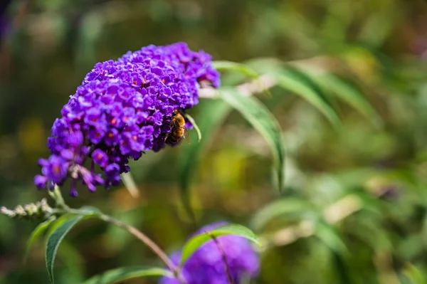 Mor Buddleja Çiçekleri Üzerine Polen Toplayan Bir Bal Arısının Seçici — Stok fotoğraf