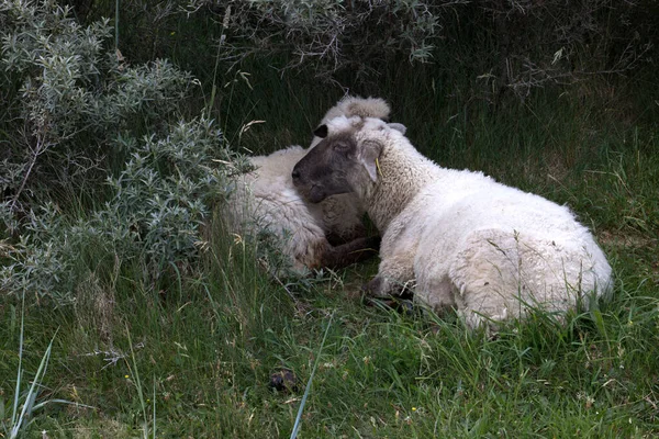 Closeup Shot Domestic Sheep Field — Stock Photo, Image