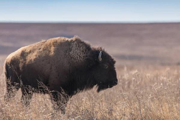 Gros Plan Bison Américain Dans Une Zone Sèche Par Une — Photo