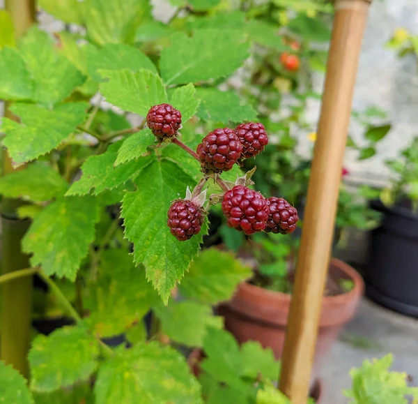 Vertical Closeup Shot Blackberry Fruit — Stock Photo, Image