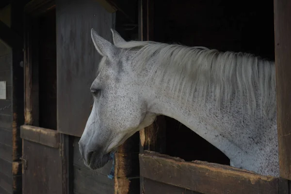 Gros Plan Cheval Blanc — Photo