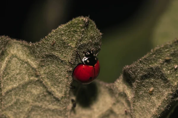 Plan Macro Une Coccinelle Verte Sur Une Feuille Verte — Photo