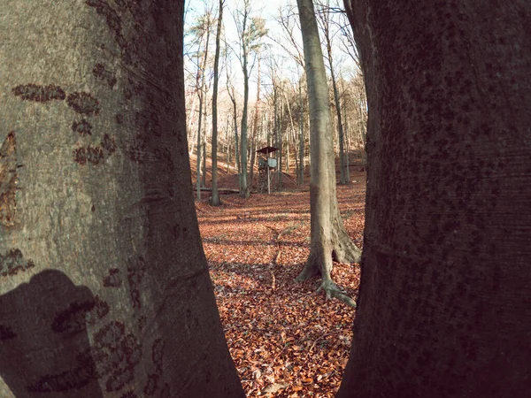 Rám Rámu Záběru Lesa Jak Vidět Skrz Kmeny Stromů Podzim — Stock fotografie