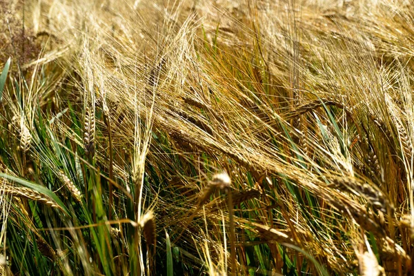 Een Close Shot Van Rogge Het Veld — Stockfoto