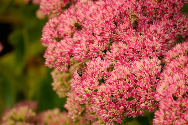 Mělké Ohnisko Záběru Krásné Růžové Stonecrop Včelami — Stock fotografie