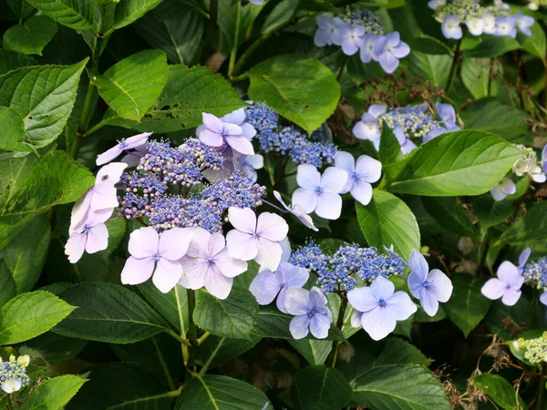 Een Close Shot Van Prachtige Hortensia Serrata — Stockfoto