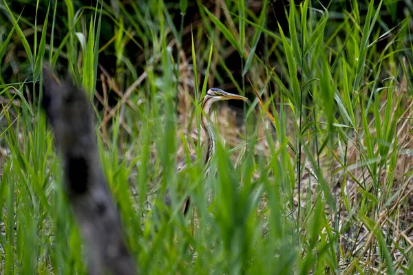 Beautiful Colourful Heron Bird Wild — Stock Photo, Image