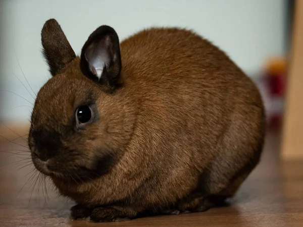Eine Nahaufnahme Von Einem Niedlichen Braunen Kaninchen Auf Einem Holzboden — Stockfoto