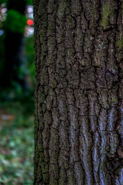树皮在背景模糊的森林中垂直拍摄的树皮 — 图库照片