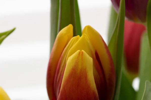 Eine Nahaufnahme Einer Gelben Und Roten Tulpe Mit Seichtem Fokus — Stockfoto