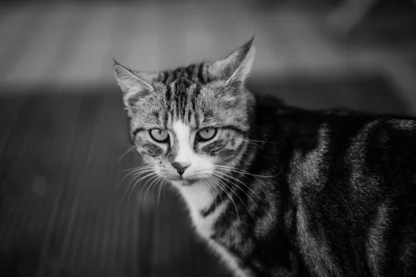 Uma Foto Tons Cinza Gato Doméstico Cabelos Curtos Olhando Para — Fotografia de Stock