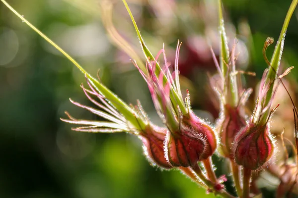 Selective Focus Shot Blooming Fuzzy Flower Buds — Stock Photo, Image