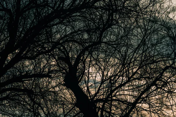 Силуетний Знімок Дерева Перед Небом — стокове фото