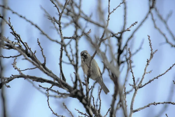 Sparrow Tree — Stock Photo, Image