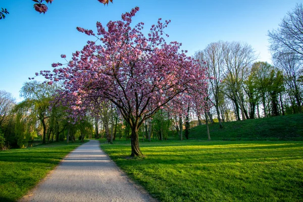 Gün Batımında Almanya Emden Bir Parkta Mor Çiçeklerle Açan Ağaçlar — Stok fotoğraf
