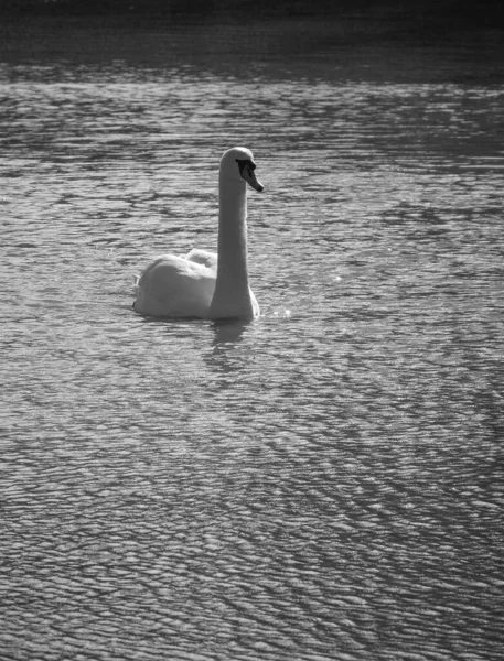 Tiro Vertical Escala Cinza Belo Cisne Branco Nadando Lago — Fotografia de Stock