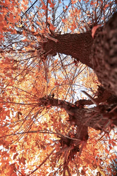 Tiro Ângulo Baixo Belas Árvores Cobertas Ouro Outono — Fotografia de Stock