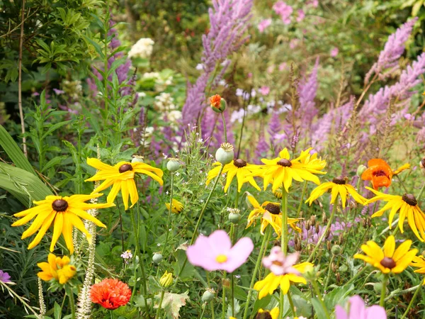 Een Selectieve Focus Shot Van Verschillende Bloemen Een Veld — Stockfoto