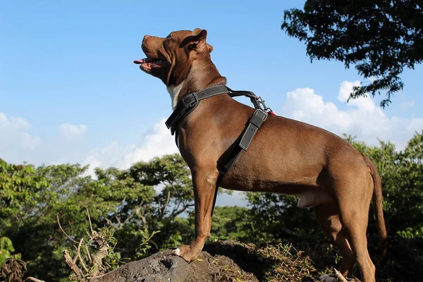 Increíble Foto Perro Marrón Posando Atractivamente Sobre Una Roca Fondo —  Fotos de Stock