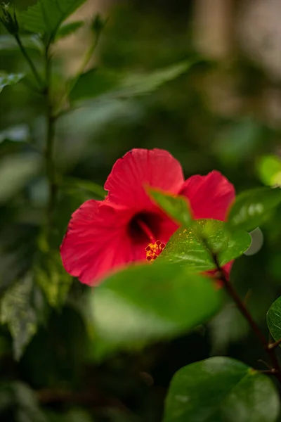 Fleur Hibiscus Magnifiquement Fleurie Dans Jardin — Photo
