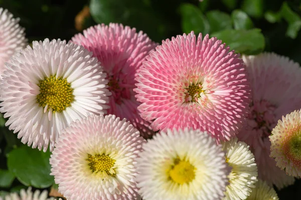 Horní Pohled Růžové Bílé Perennis Bellis Plném Květu Během Dne — Stock fotografie