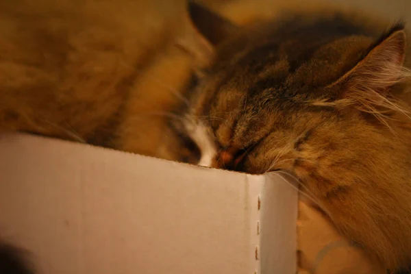 Bir Kedinin Uyuduğu Yakın Çekim — Stok fotoğraf