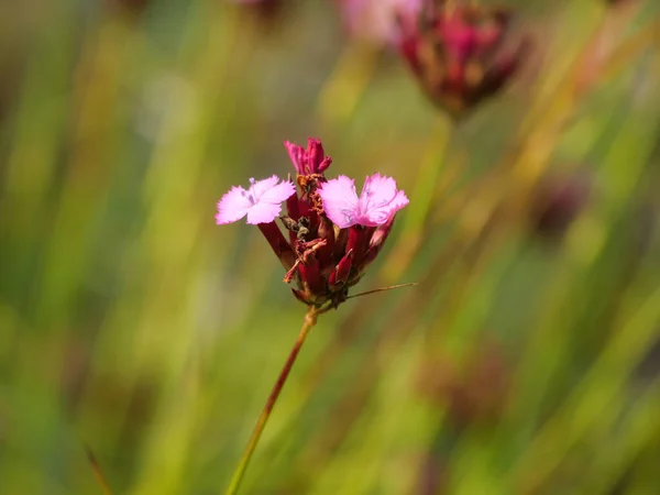 Ett Makro Skott Dianthus Blomma Ett Fält — Stockfoto