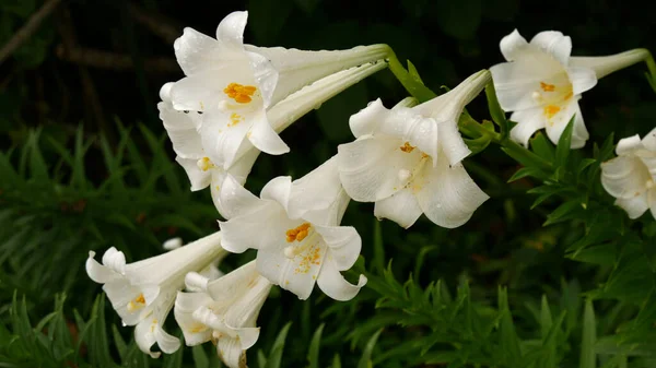 Egy Sekély Fókusz Felvétel Egy Gyönyörű Fehér Liliomról Homályos Háttérrel — Stock Fotó