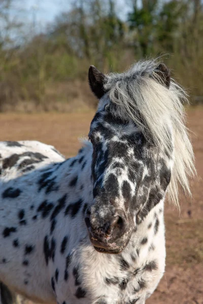 Een Verticaal Portret Van Een Zwart Wit Gevlekte Pony Een — Stockfoto