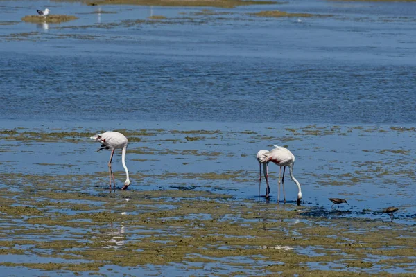 Vackra Flamingos Står Sjön Vatten — Stockfoto