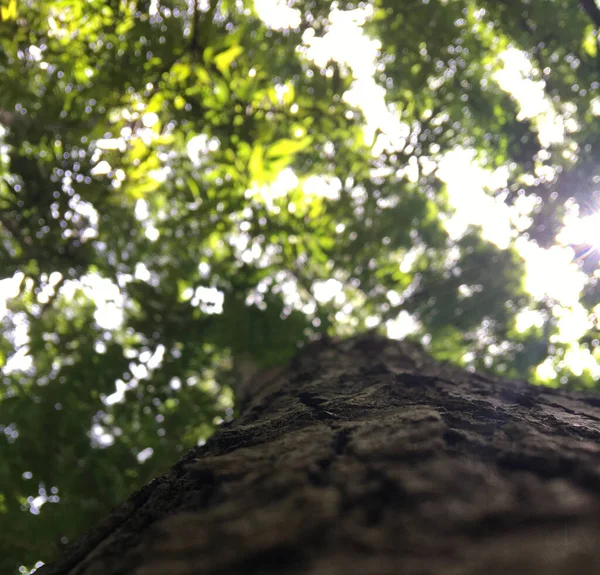 Selective Focus Shot Tree Trunk Green Branches Background — Stock Photo, Image