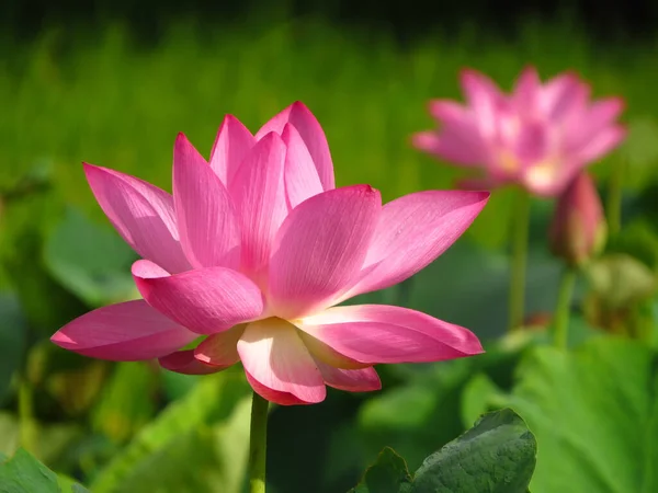 Eine Nahaufnahme Einer Rosa Lotusblume — Stockfoto