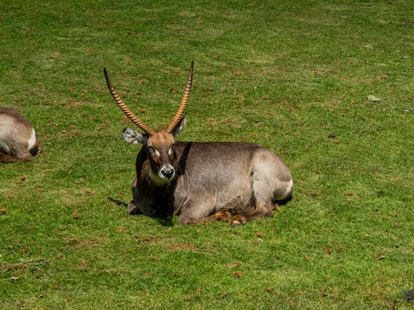 Bir Tarlada Dinlenen Gemsbok Antiloplarının Güzel Bir Çekimi — Stok fotoğraf