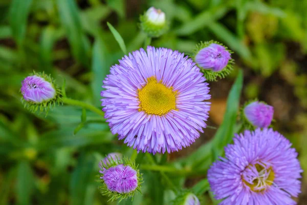 Uma Vista Superior Flores Aster Roxo Florescendo Campo — Fotografia de Stock