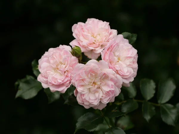 Eine Selektive Fokusaufnahme Von Rosafarbenen Blumen Einem Tagsüber Eingefangenen Garten — Stockfoto